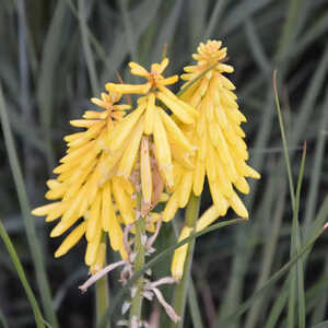 KNIPHOFIA 'Poco Yellow'