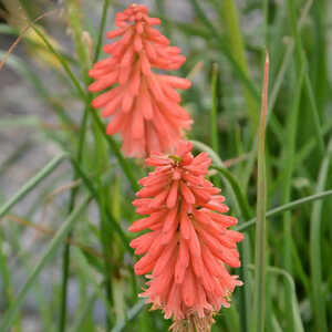 KNIPHOFIA 'Redhot Popsicle'®