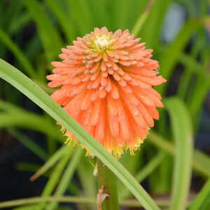 KNIPHOFIA rooperi