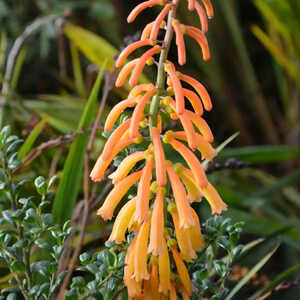 KNIPHOFIA thomsonii