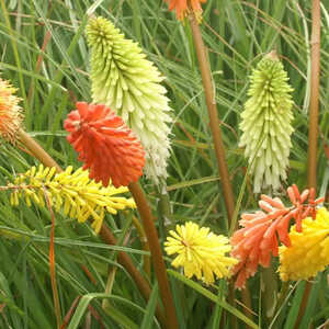 KNIPHOFIA uvaria 'Border Ballet'