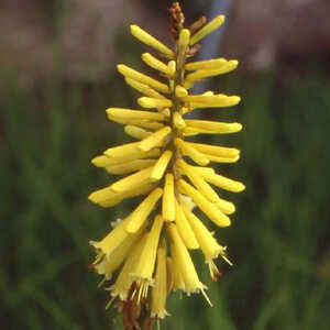 KNIPHOFIA 'Vanilla'