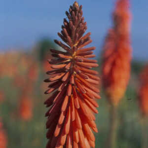 KNIPHOFIA 'Vincent Lepage'