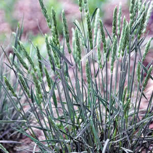 KOELERIA vallesiana 'Mountain Breeze'