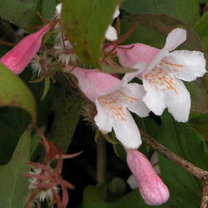 KOLKWITZIA amabilis 'Pink Cloud'