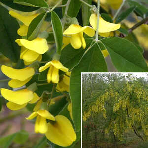 LABURNUM anagyroides