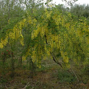 LABURNUM anagyroides