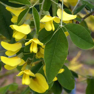 LABURNUM anagyroides