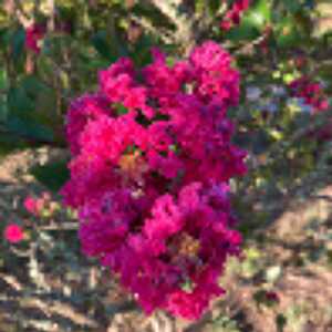 LAGERSTROEMIA indica 'Braise d'Eté'