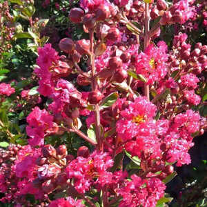 LAGERSTROEMIA indica 'Fuchsia d'été'