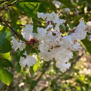 LAGERSTROEMIA indica 'Neige d'été'