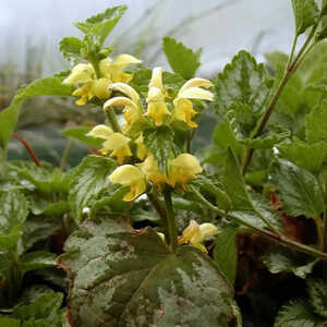 LAMIUM galeobdolon