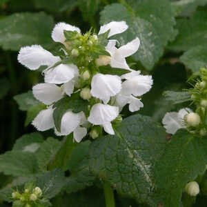 LAMIUM maculatum 'Album'