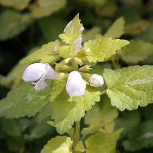 LAMIUM maculatum 'Aureum'