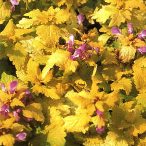 LAMIUM maculatum 'Cannon's Gold'