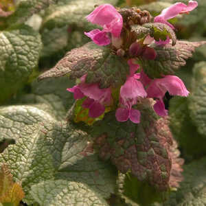 LAMIUM maculatum 'Chequers'