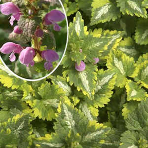 LAMIUM maculatum 'Golden Anniversary'®