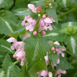 LAMIUM maculatum 'Shell Pink'