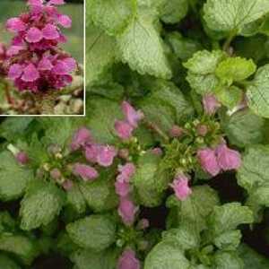 LAMIUM maculatum 'Silbergroschen'