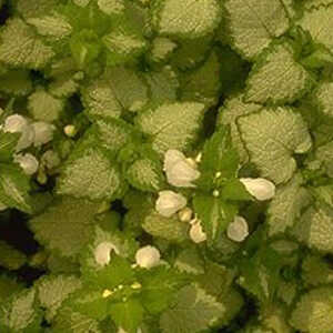 LAMIUM maculatum 'White Nancy'