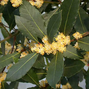 LAURUS nobilis