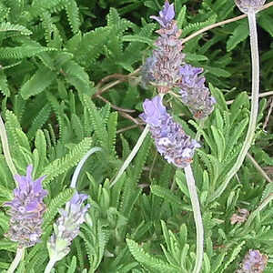 LAVANDULA dentata