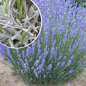 LAVANDULA intermedia 'Phenomenal'