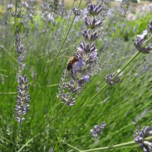 LAVANDULA x intermedia 'Silver'