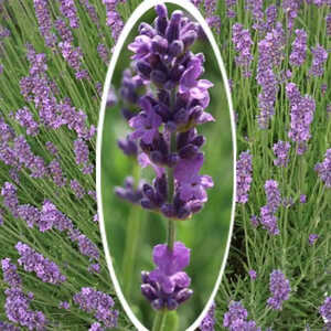 LAVANDULA x intermedia