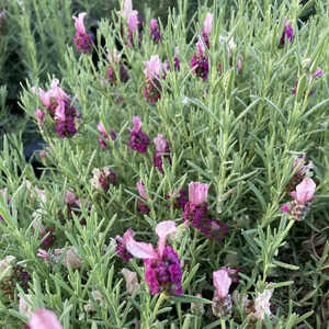 LAVANDULA stoechas 'Dark Royalty' ®
