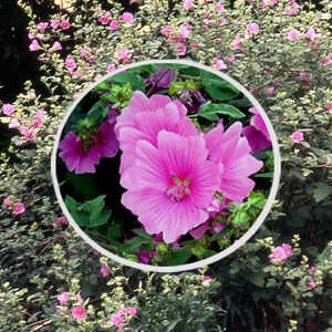LAVATERA thuringiaca