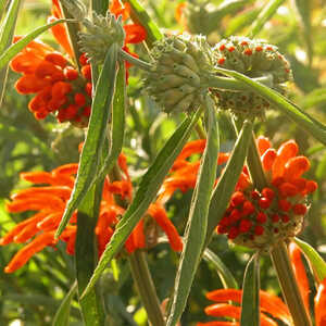 LEONOTIS leonurus