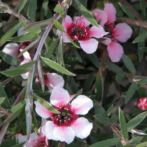 LEPTOSPERNUM scoparium 'Pink Cascade'