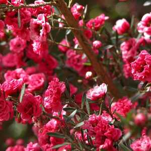 LEPTOSPERNUM scoparium 'Red Damask'