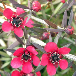 LEPTOSPERNUM scoparium 'Red Falls'