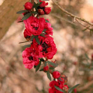 LEPTOSPERMUM scoparium 'Winter Cheer'
