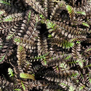 LEPTINELLA squalida 'Platt's Black'