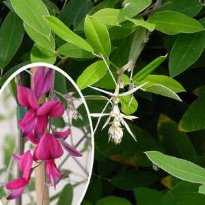 LESPEDEZA thunbergii