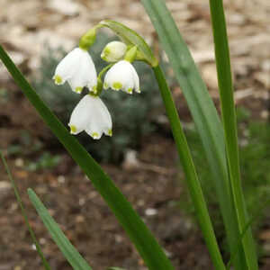 LEUCOJUM aestivum 'Gravetye Giant'