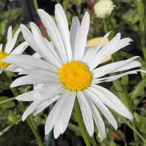 LEUCANTHEMUM  'Amelia'