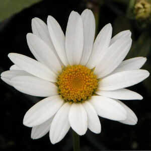 LEUCANTHEMUM 'Becky'