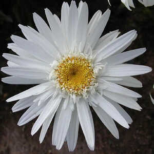 LEUCANTHEMUM 'Christine Hagemann'