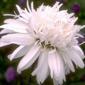 LEUCANTHEMUM 'Clairette'