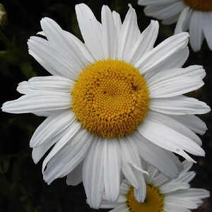 LEUCANTHEMUM 'Elégance Anversoise'