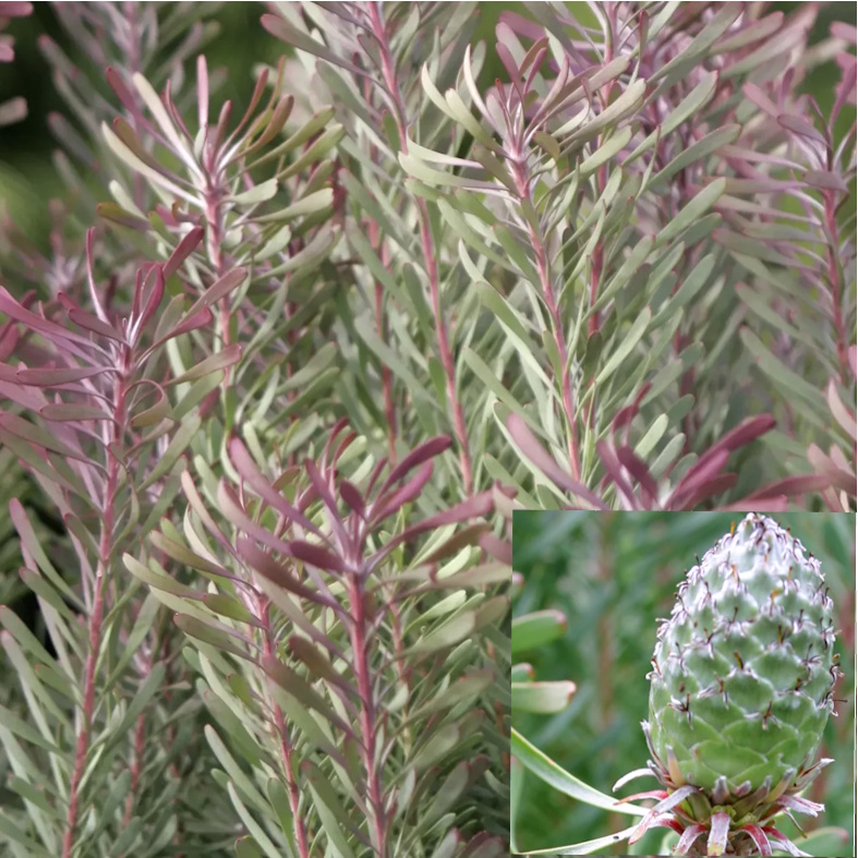 LEUCADENDRON galpini 'Purple Haze'