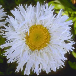 LEUCANTHEMUM 'Marie-Agnès Lepage'