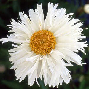 LEUCANTHEMUM 'Prieuré'