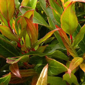 LEUCOTHOE 'Red Lips'