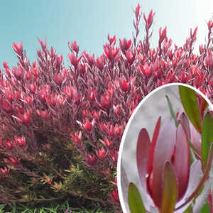LEUCADENDRON 'Safari Sunset'&reg;