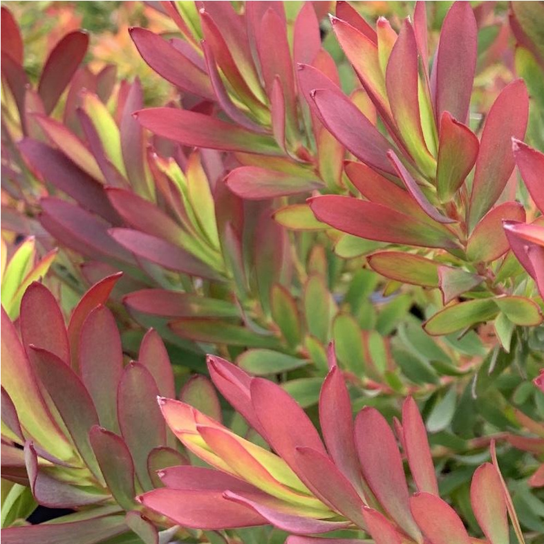LEUCADENDRON salignum 'Winter Red'